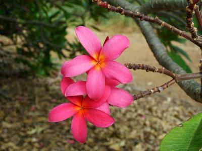 Plumeria