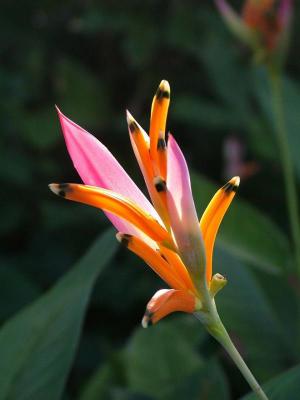 Rainbow Heliconia