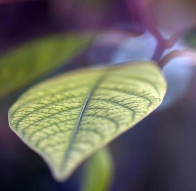 details in leaf foilage.jpg