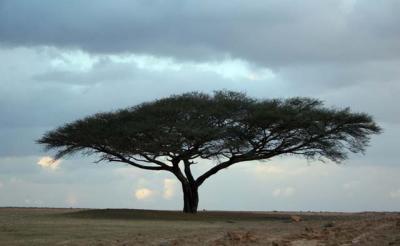 desert in south israel