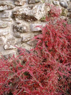 u49/ayobami/medium/36847291.Redleavesonwall.jpg