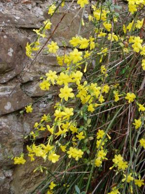 u49/ayobami/medium/36847310.Yellowflowerscropped.jpg