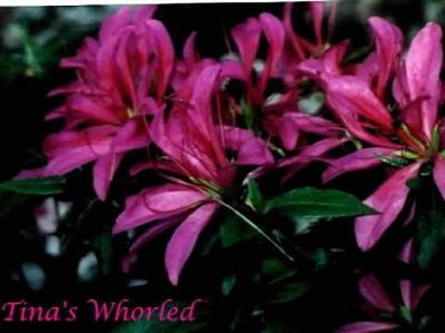 'Tina's Whorled'