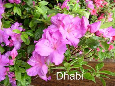 'Dhabi'