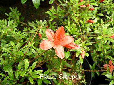 'Flame Creeper'