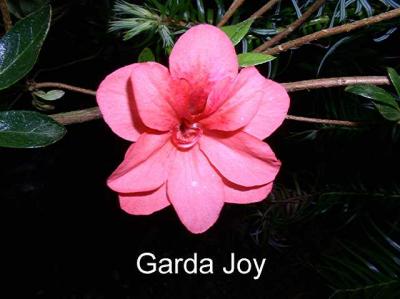 'Garda Joy'