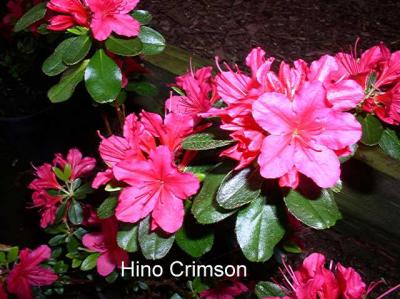 'Hino Crimson'