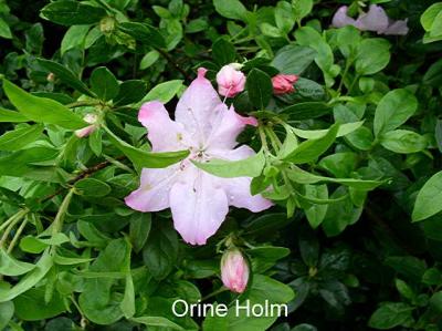 'Orine Holm'