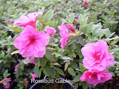'Rosebud'