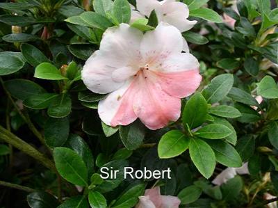 'Sir Robert'