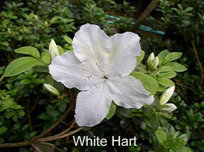 'White Hart'