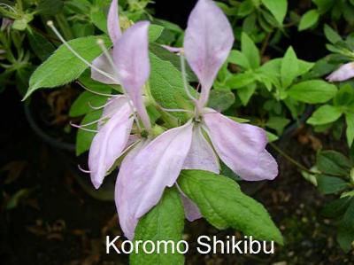 'Koromo-shikibu'
