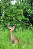 Impala