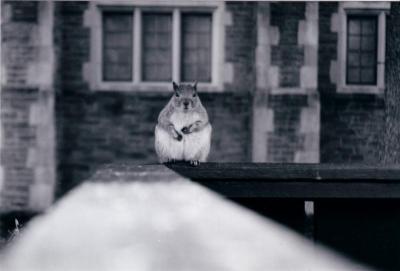 u49/bachfan/medium/36507228.princetonsquirrel.jpg