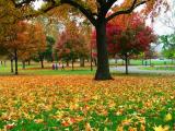 Lined Trees