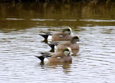 American Wigeon