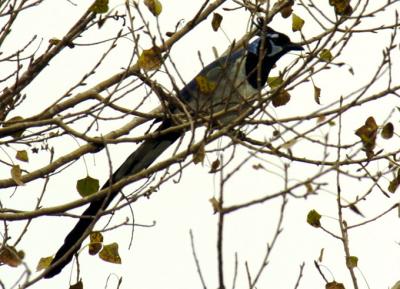 Black-throated Magpie Jay