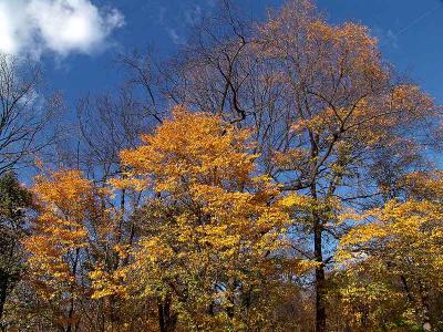 autumntreetopsDSC08226.jpg