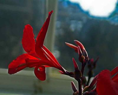 REDFLOWERDSC00305.jpg