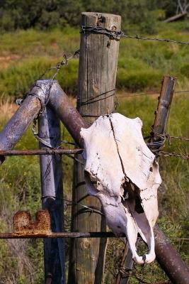 cattle guard