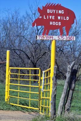 u49/barryb/medium/40949203.hogBuyer.jpg
