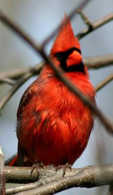 Northern Cardinal (<i>Cardinalis cardinalis</i>)