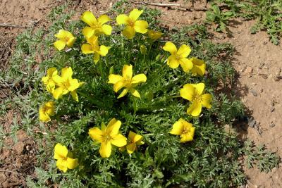 Yellow Flower
