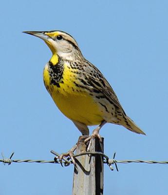 Arkansas Spring