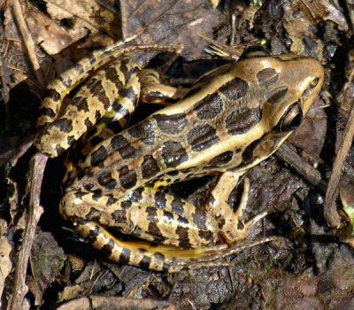 Pickeral Frog