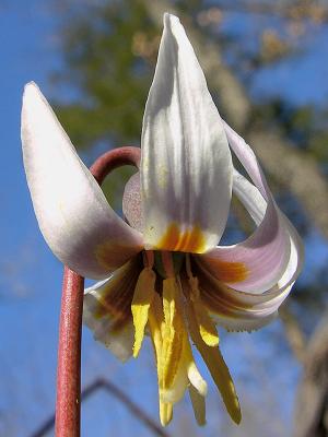 Trout Lily