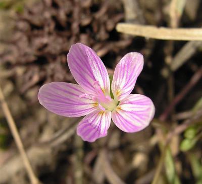 Spring Beauty
