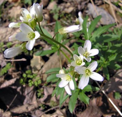 Toothwort