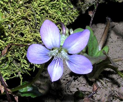 Wood Violet