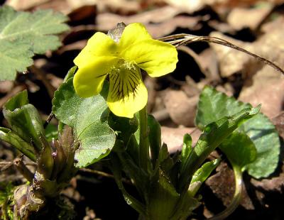 Yellow Violet