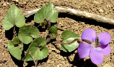 Viola sororia