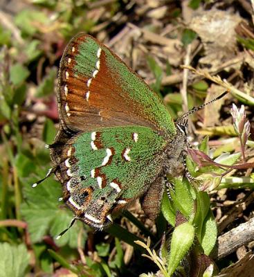 Juniper Hairstreak