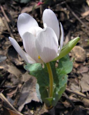 Bloodroot