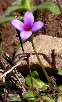 Bluet