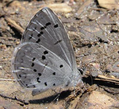Spring Azure