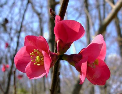 u49/bbarber/medium/40856578.Quince.jpg