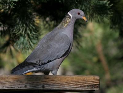Band-tailed Pigeon (20D) IMG_0496 pbase 10-31-04.jpg