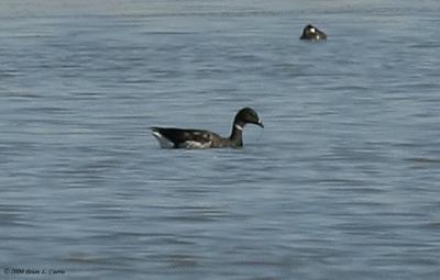 Brandt (20D) IMG_0907.jpg