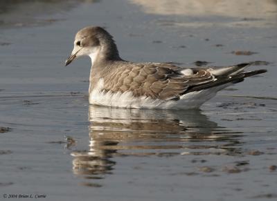 Sabines Gull (Juvenile) (20D) IMG_0740_filtered pbase 10-31-04.jpg