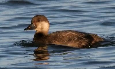 u49/bcurrie/medium/36357247.BlackScoterfemaleIMG_1125_filteredpbase111404.jpg