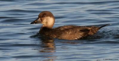 u49/bcurrie/medium/36357248.BlackScoterfemaleIMG_1126_filteredpbase111404.jpg