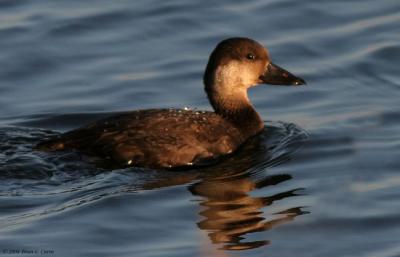 u49/bcurrie/medium/36357249.BlackScoterfemaleIMG_1187_filteredpbase111404.jpg
