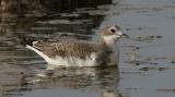 Sabines Gull (Juvenile) (20D) IMG_0664_filtered pbase 10-31-04.jpg