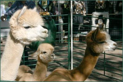 u49/bearpaw/medium/34880913.alpacas.jpg