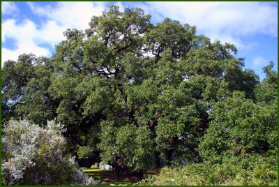 Largest Live Oak Tree in Texas