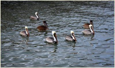 Pelican Patrol